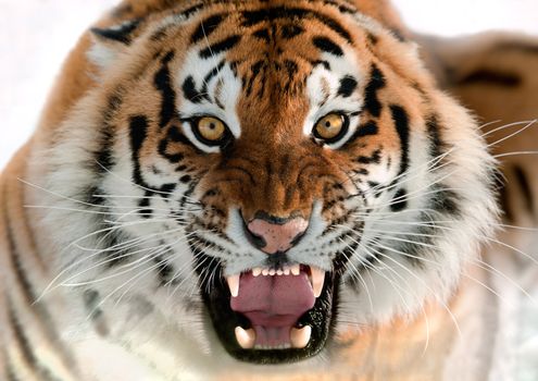 The Siberian tiger (Panthera tigris altaica) close up portrait. Isolated on white