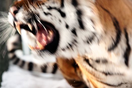 The Siberian tiger (Panthera tigris altaica) close up portrait. Isolated on white