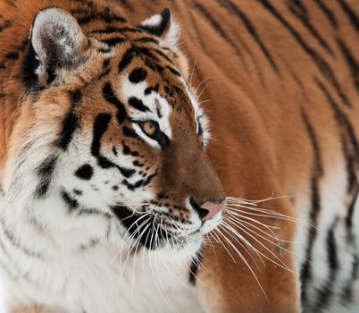 The Siberian tiger (Panthera tigris altaica) close up portrait. Isolated on white