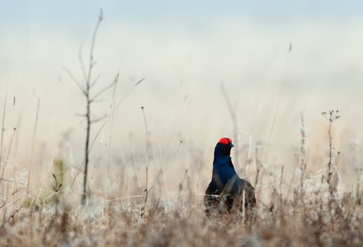 Black Grouse  (Tetrao tetrix) at lek. Spring.  Russia.