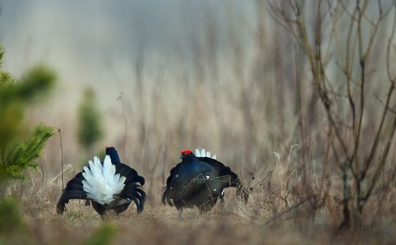 Black Grouse  (Tetrao tetrix) at lek. Spring.  Russia.