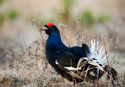 Black Grouse  (Tetrao tetrix) at lek. Spring.  Russia.