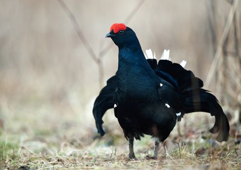 Black Grouse  (Tetrao tetrix) at lek. Spring.  Russia.