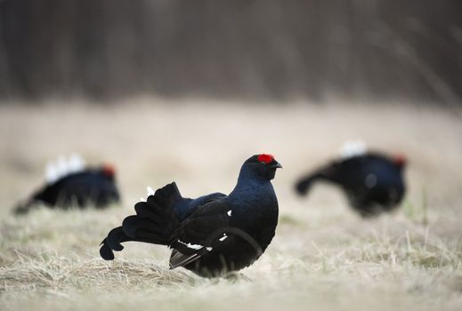 Black Grouse  (Tetrao tetrix) at lek. Spring.  Russia.