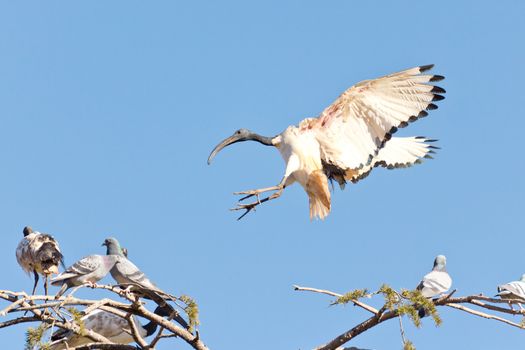 A Crane in flight frozen in mid air as it is about to land