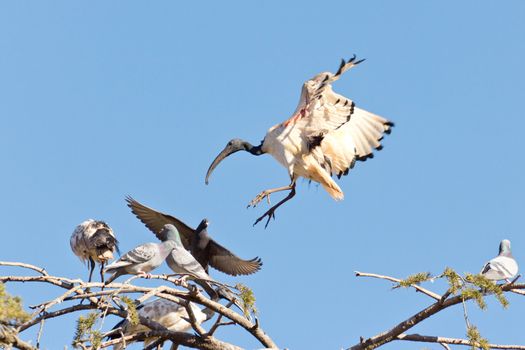 A Crane in flight frozen in mid air as it is about to land