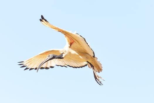 A Crane in flight frozen in mid air