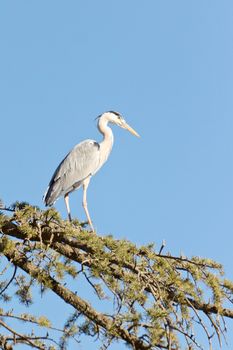 A Crane standing tall on the branches of a tree