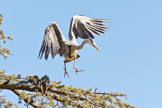 A Crane in flight frozen in mid air as it is about to land