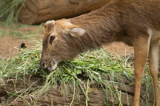 Deer graze in the zoo