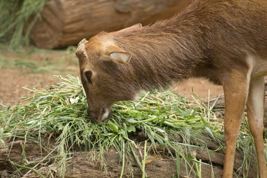 Deer graze in the zoo