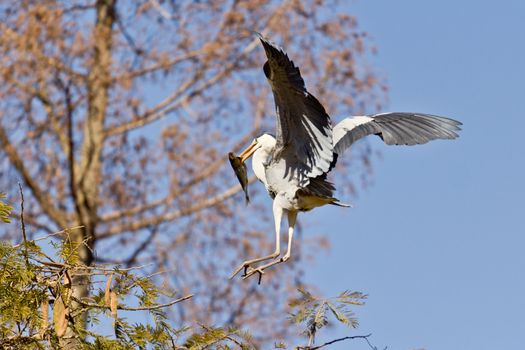 A Crane in flight frozen in mid air