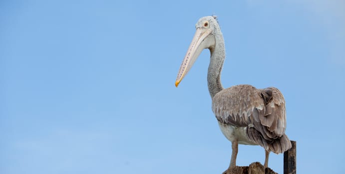 A majestic Dalmatian pelican standing on blue sky