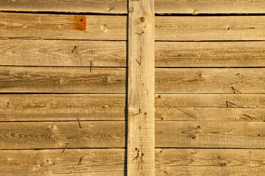 Background of wooden plank board wall and lot turn nails protrude from it.