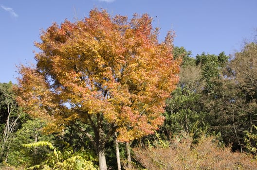 Japanese maple tree, Acer palmatum, with colorful leaves in autumn