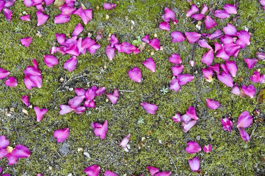 Beautiful pink rose petals on green moss background