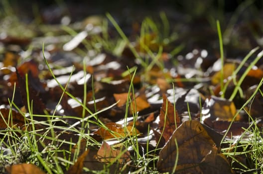 Detail of fallen autumn leaves in green fresh grass