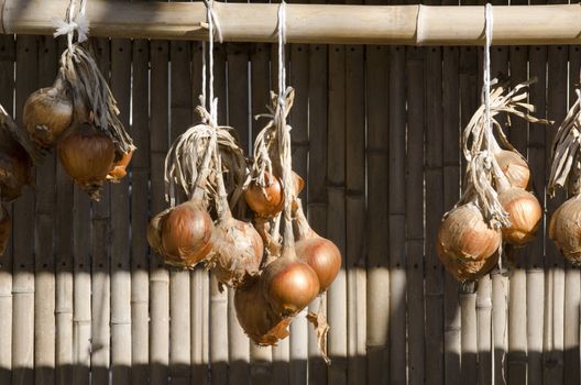 Onions hanging on a bamboo stem in autumn in Japan