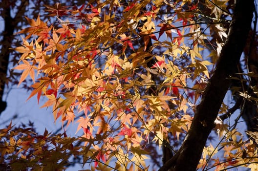 A branch of yellow and red leaves of the japanese maple, Acer palmatum, in autumn