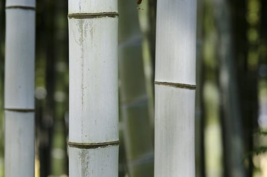 Closeup of three bamboo stems in a japanese forest as background