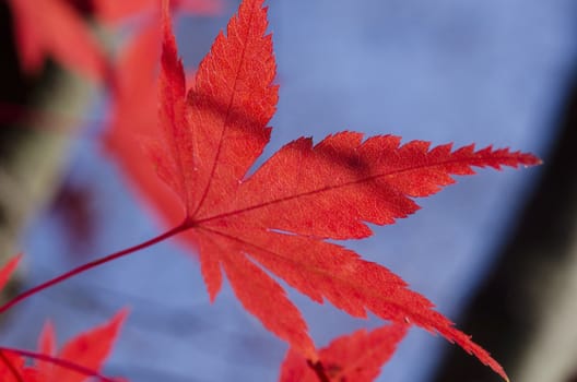 Detail of a red leaf of Acer palmatum, japanese maple on the tree in autumn