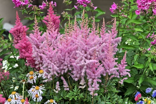 Summer garden with many flowering plants