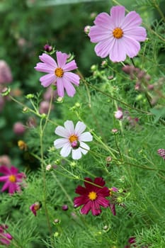 Summer garden with Cosmos flowers  (Cosmos bipinnatus)