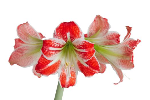 Gippeastrum, Amaryllis (Latin Hippeastrum, Amaryllis), isolated on white background