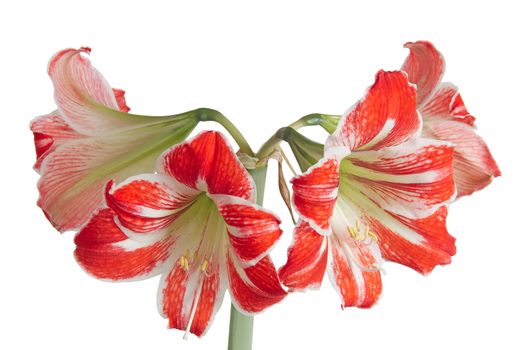 Gippeastrum, Amaryllis (Latin Hippeastrum, Amaryllis), isolated on white background