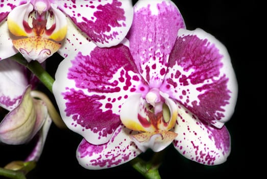 A beautiful purple spotty orchid on the black background