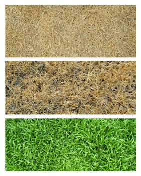 fresh and dried grass