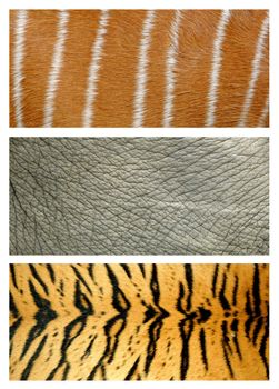 3 style animal skin