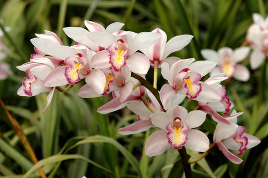 cymbidium sp.