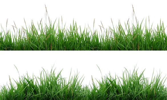 fresh green grass isolated