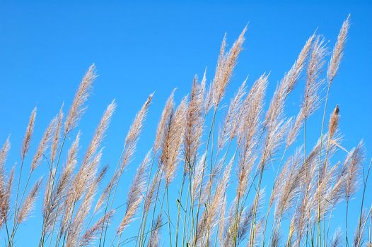 wild grass and blue sky