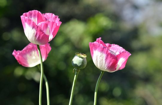 poppy flower