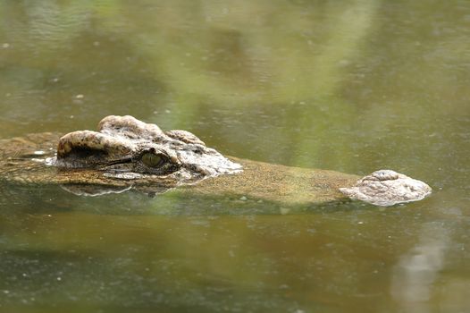 crocodile in water