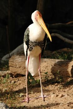 painted stork