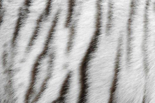 white tiger skin