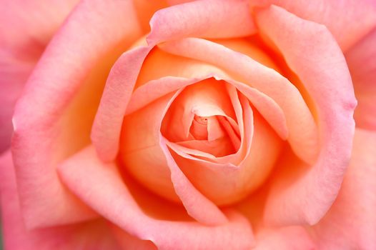 close up of rose