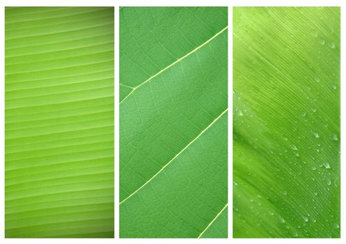 3 style of leaf