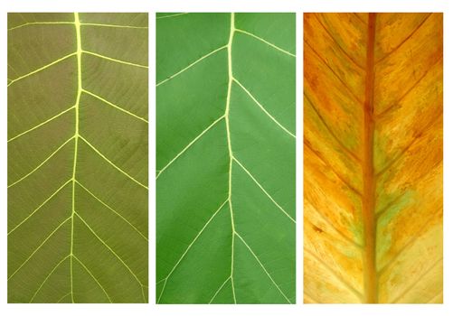 3 style of leaf