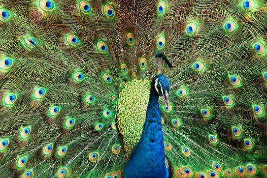 peacock