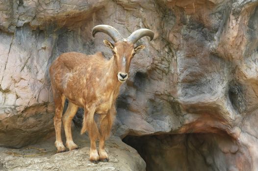 barbary sheep