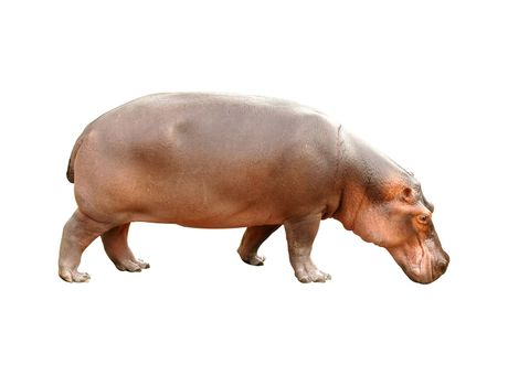 hippopotamus isolated