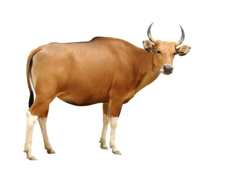 female banteng isolated