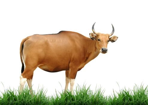 female banteng with green grass isolated