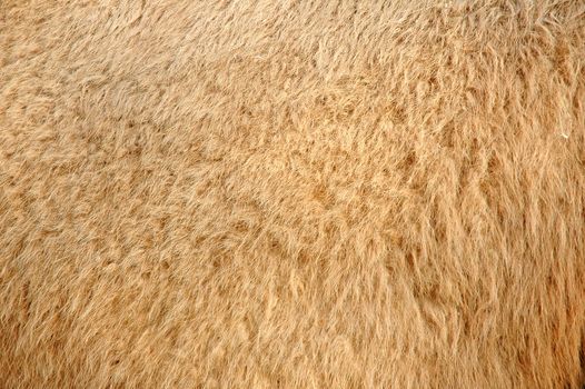 camel skin