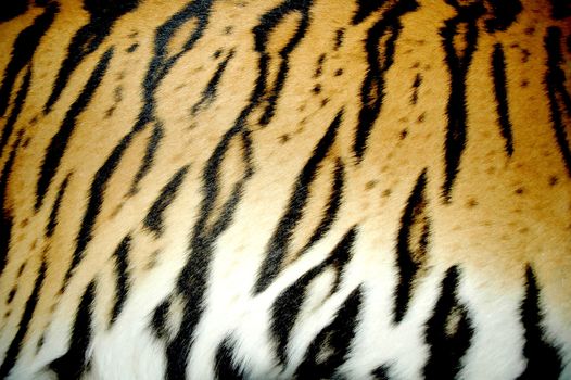 tiger skin