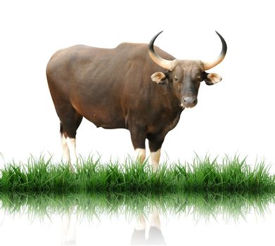 male banteng with green grass isolated